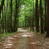 Tour 9: NP-Jasmund
